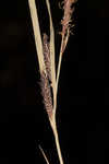 Water sedge